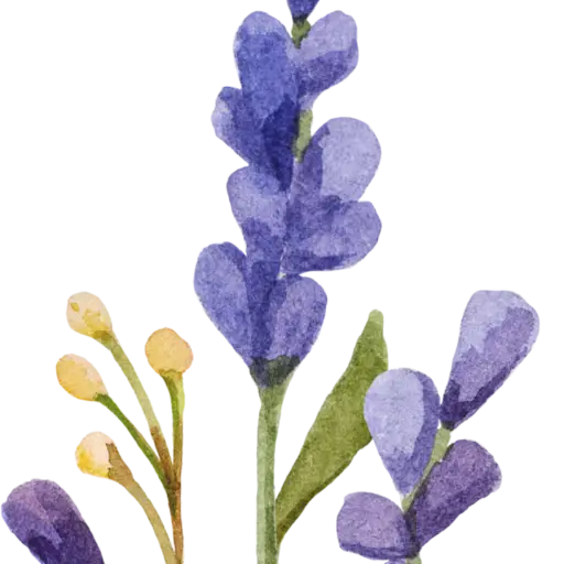 Purple Lavender Flower