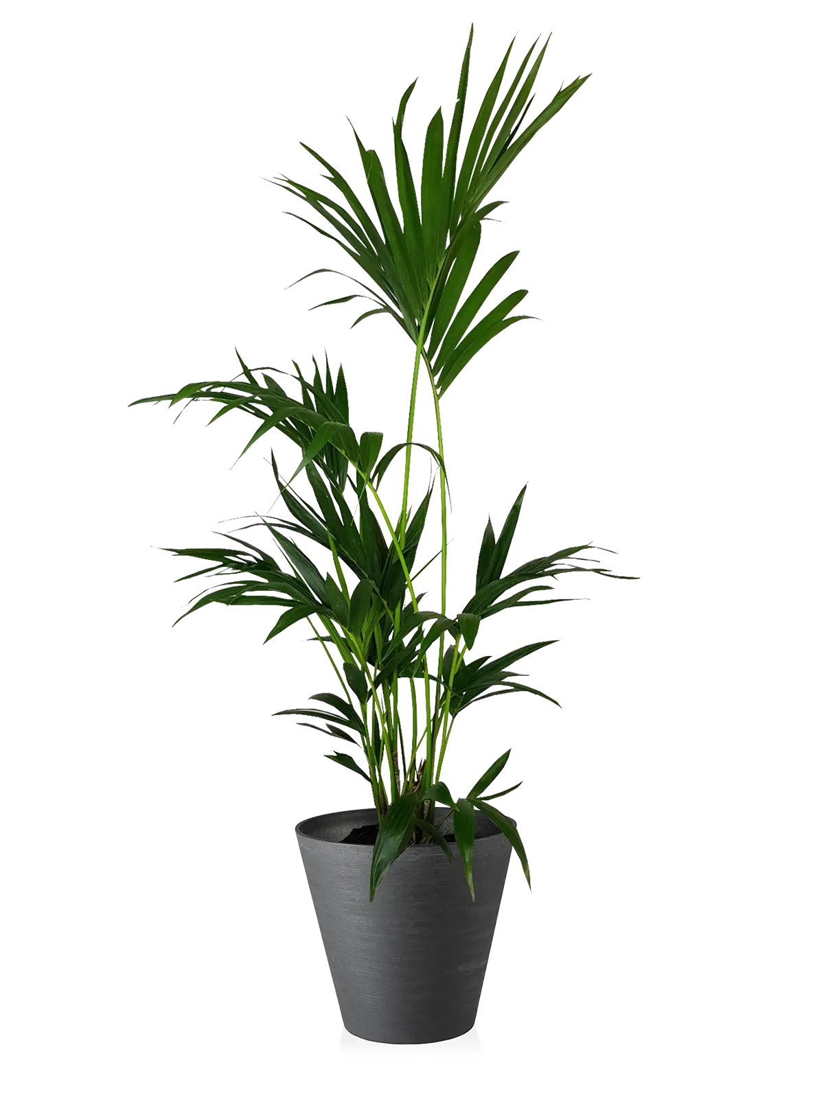 Green Potted Plant for Home Decor