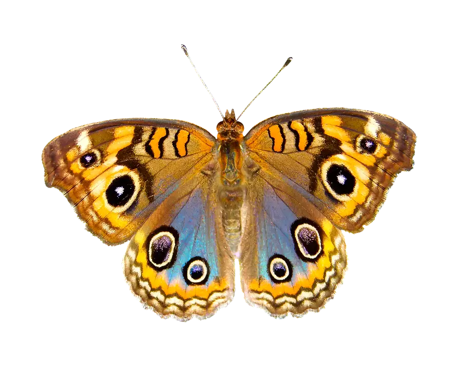 Butterfly with Vibrant Colors and Patterns