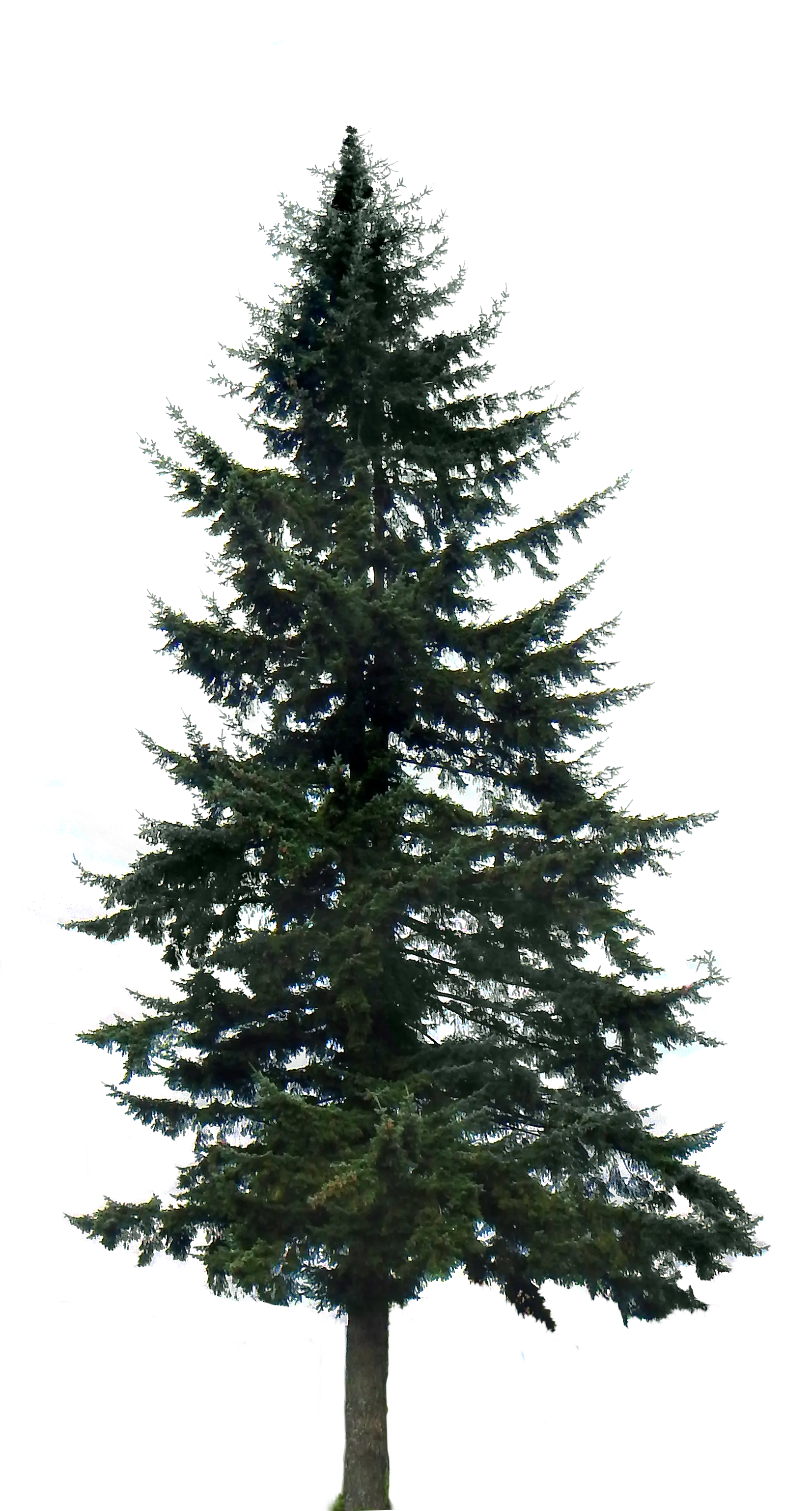 Tall Fir Tree Illustration
