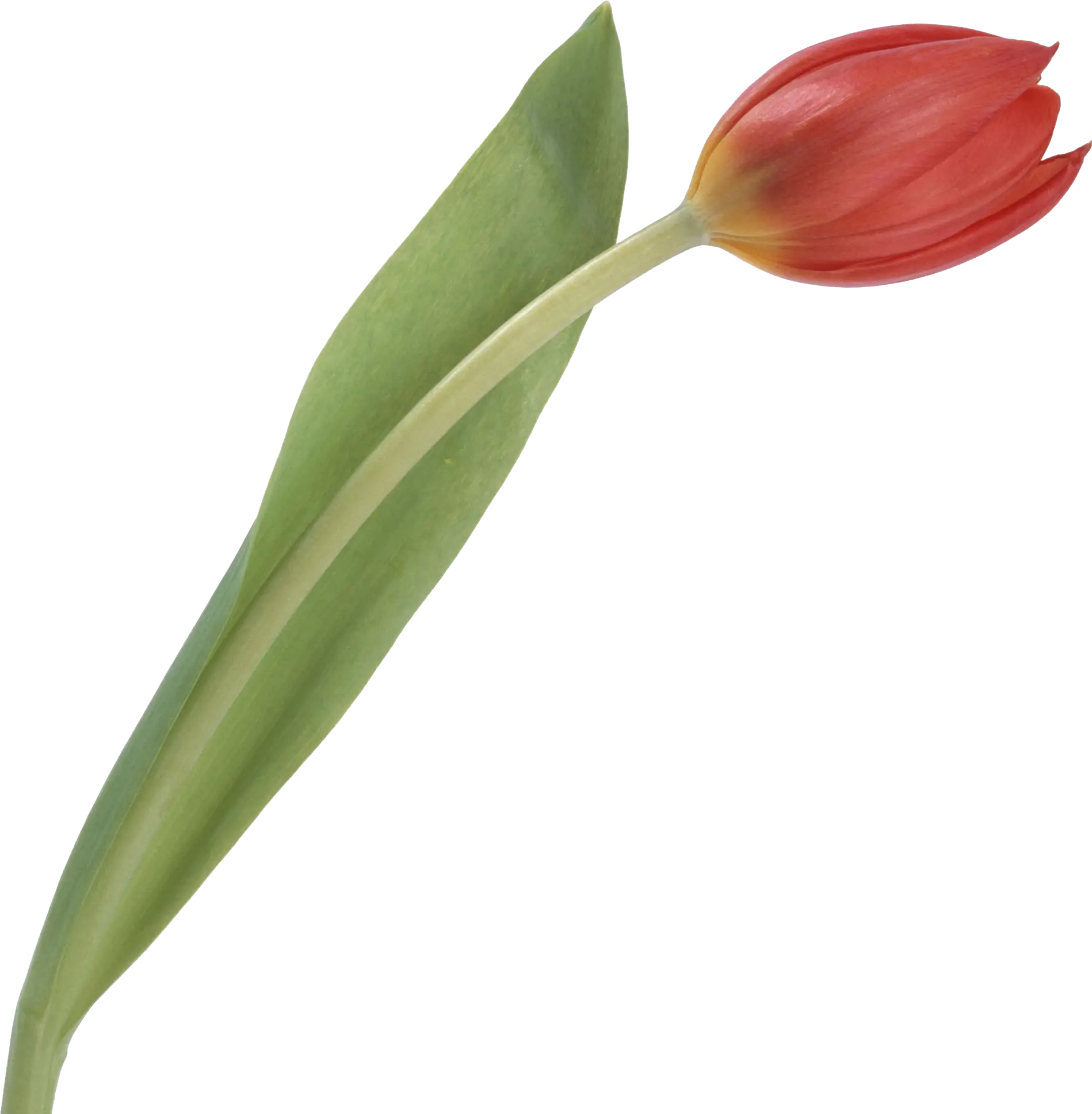 Red Tulip with Green Leaves