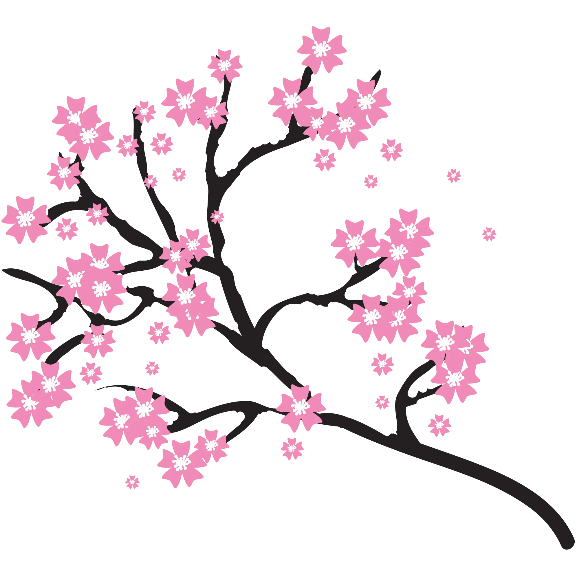 Beautiful Cherry Blossom Branch