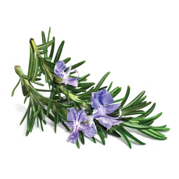 Rosemary with Flowers