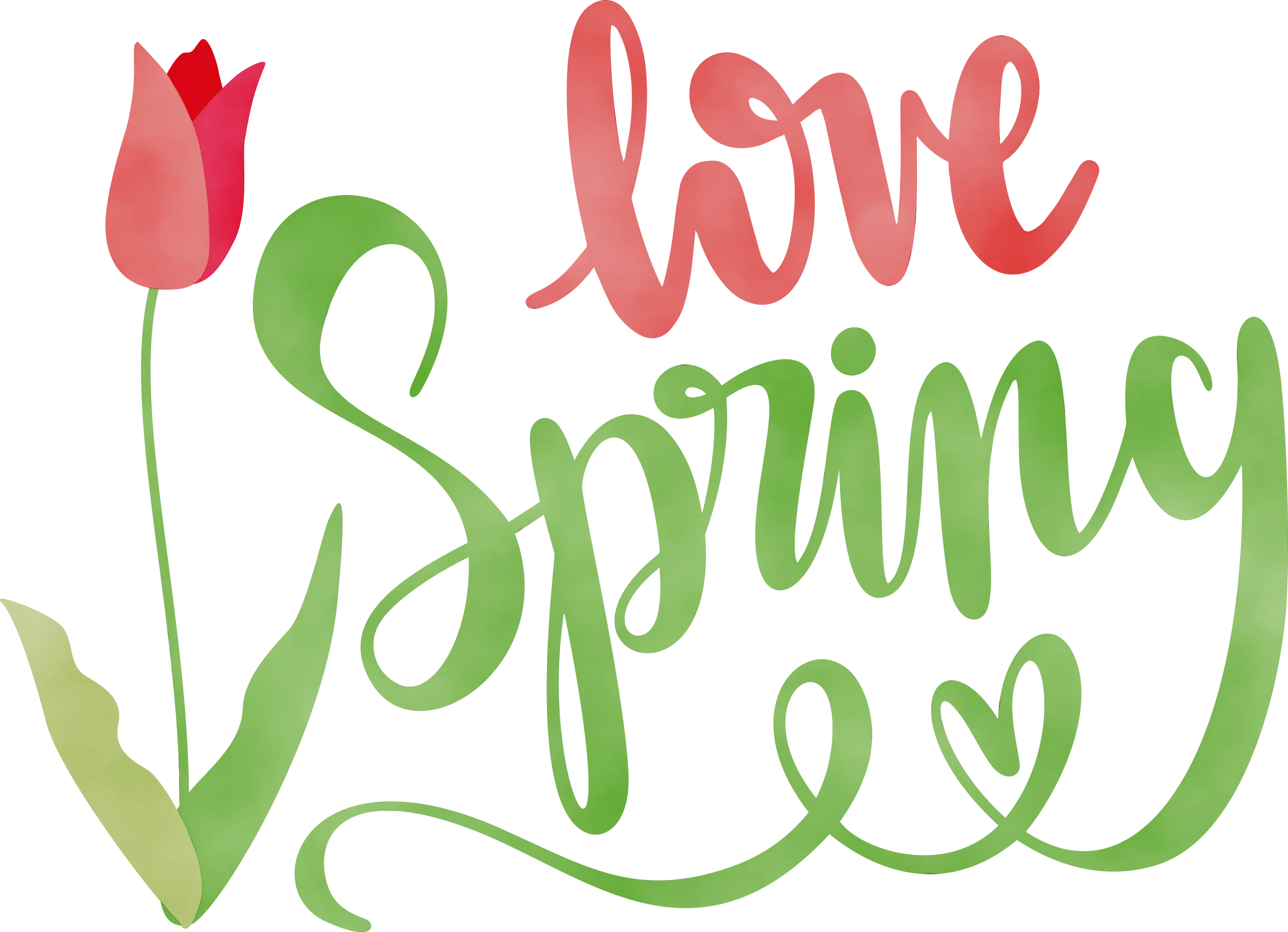 Tulip Flower and Love Spring Typography