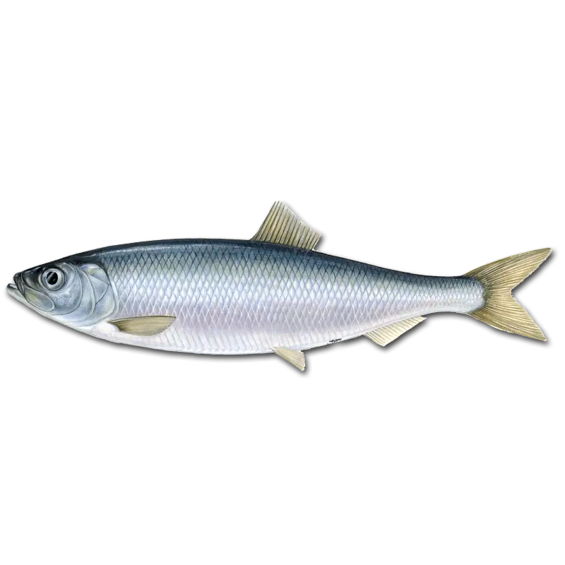 Detailed Silver Herring Fish Illustration