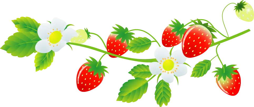Strawberry Branch Illustration with Leaves and Flowers