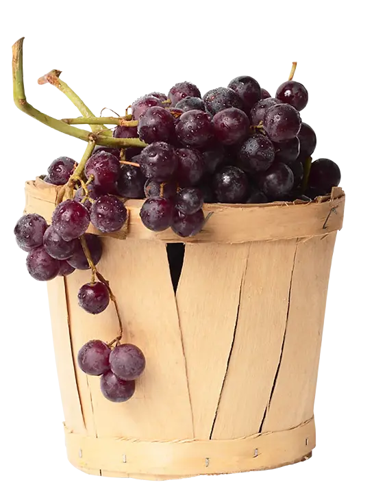 Basket of Fresh Purple Grapes