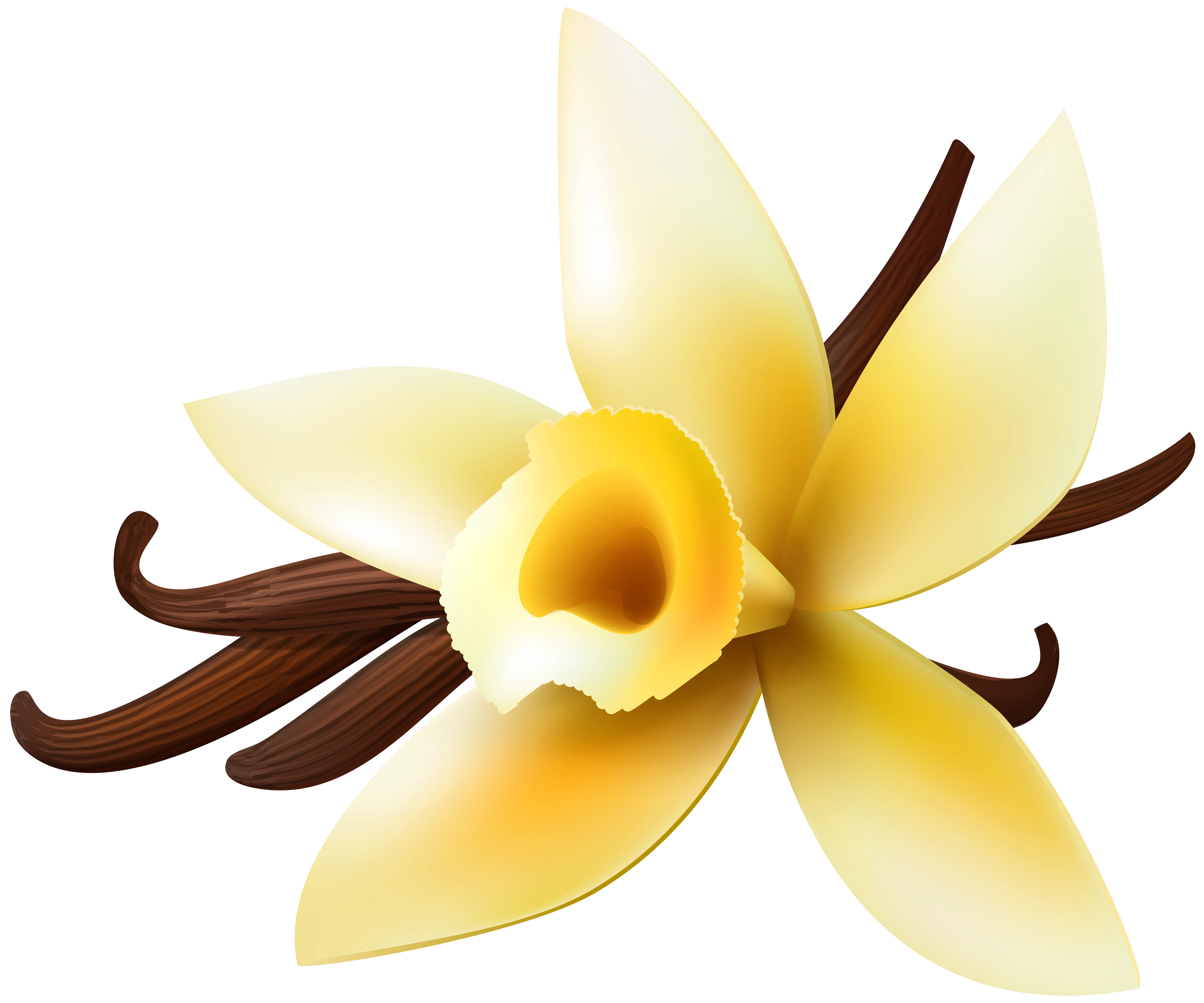 Yellow Vanilla Flower with Petals