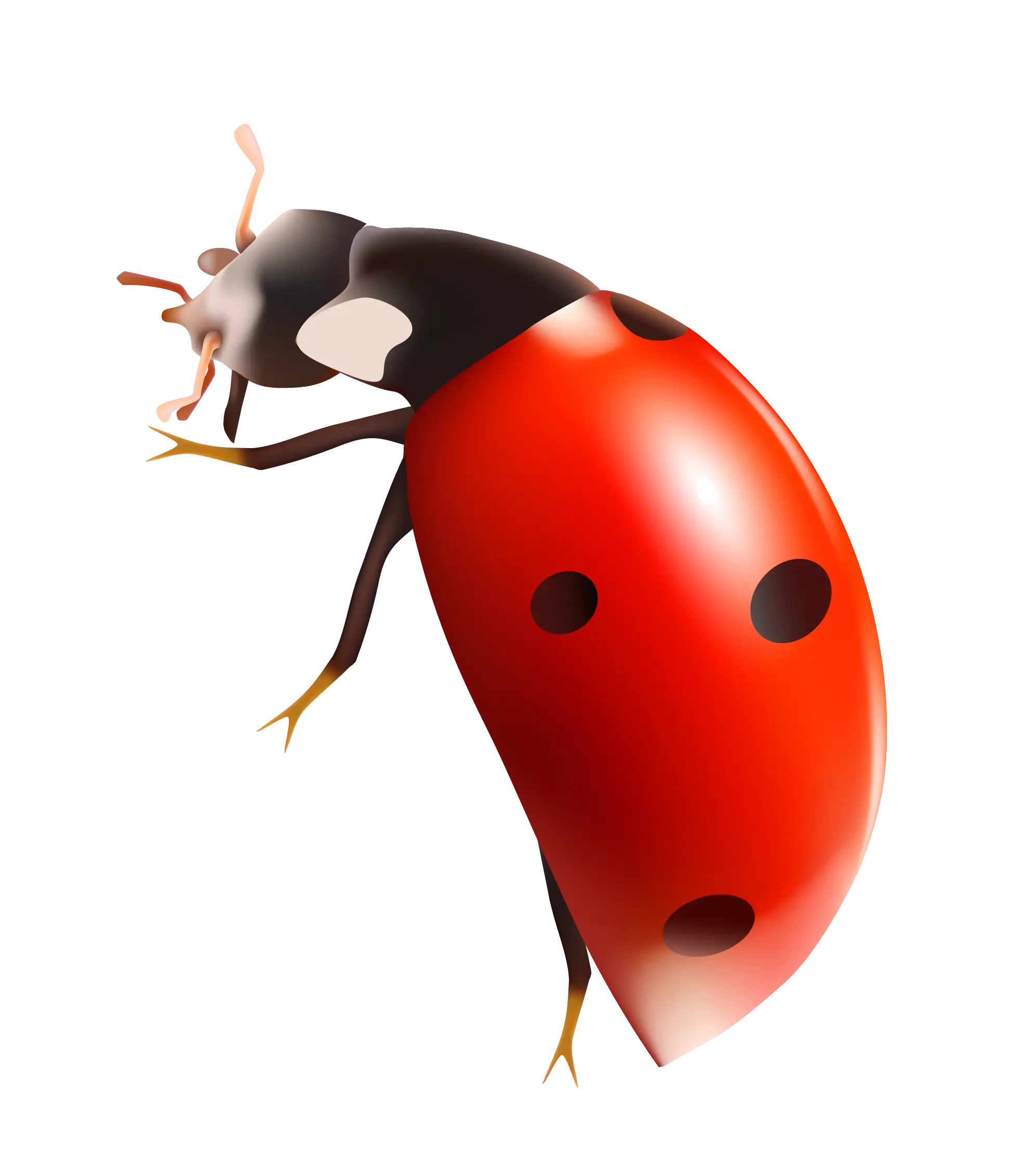 Red Ladybug with Black Spots Close-up