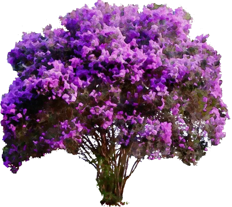 Purple Flowering Tree with Lush Blossoms