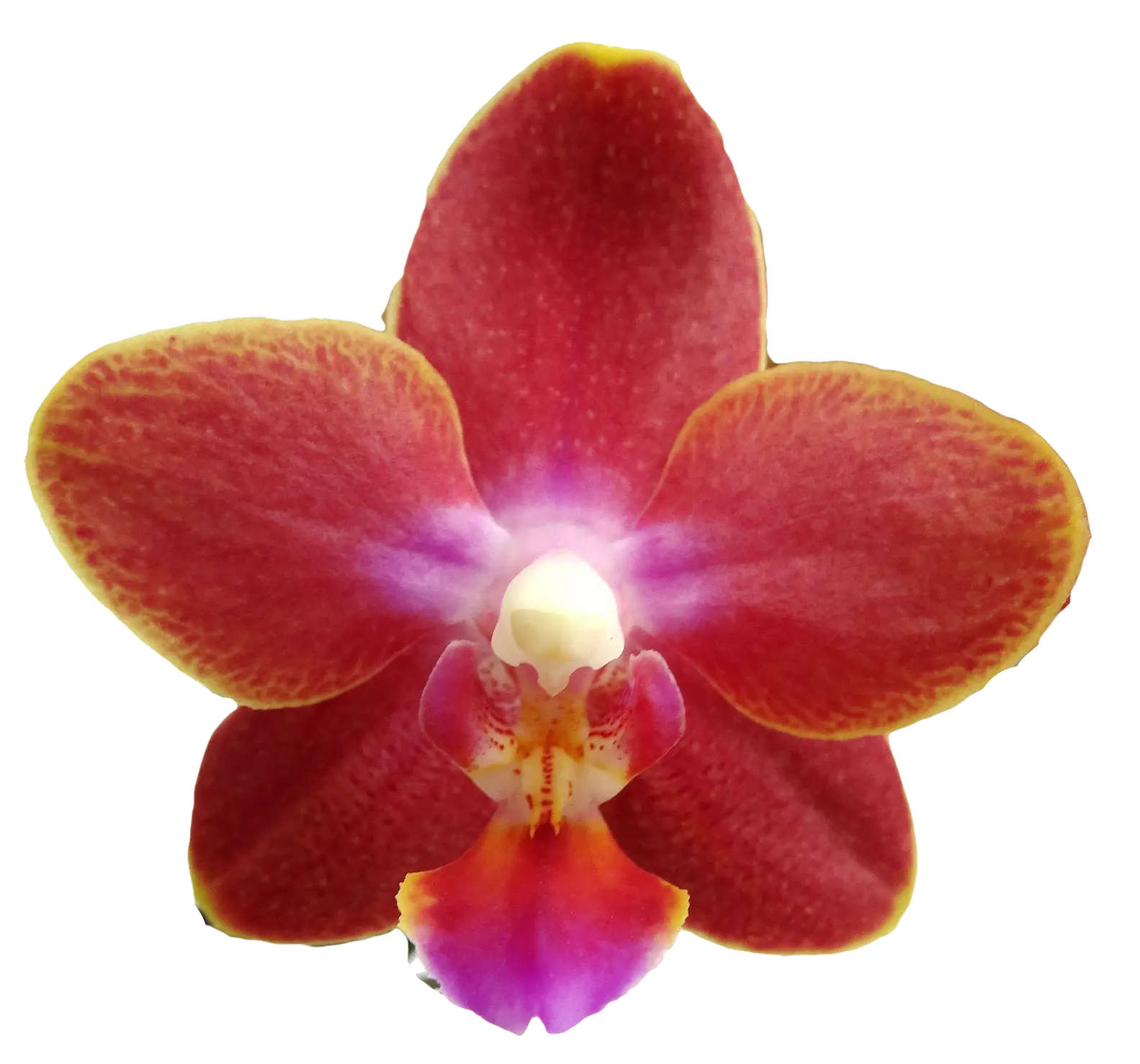Vibrant Red Orchid Flower Illustration