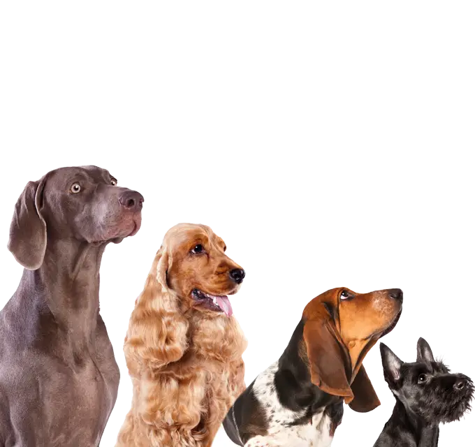 Group of Dogs Depicting Different Breeds