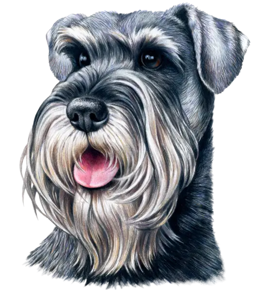 Adorable Schnauzer Dog