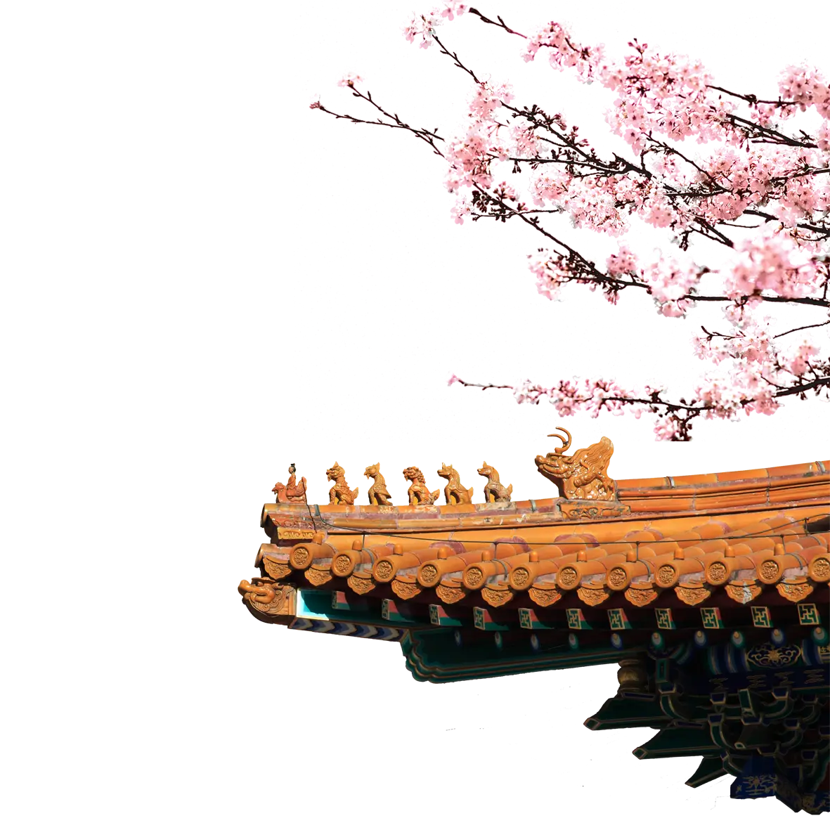Cherry Blossoms on Roof