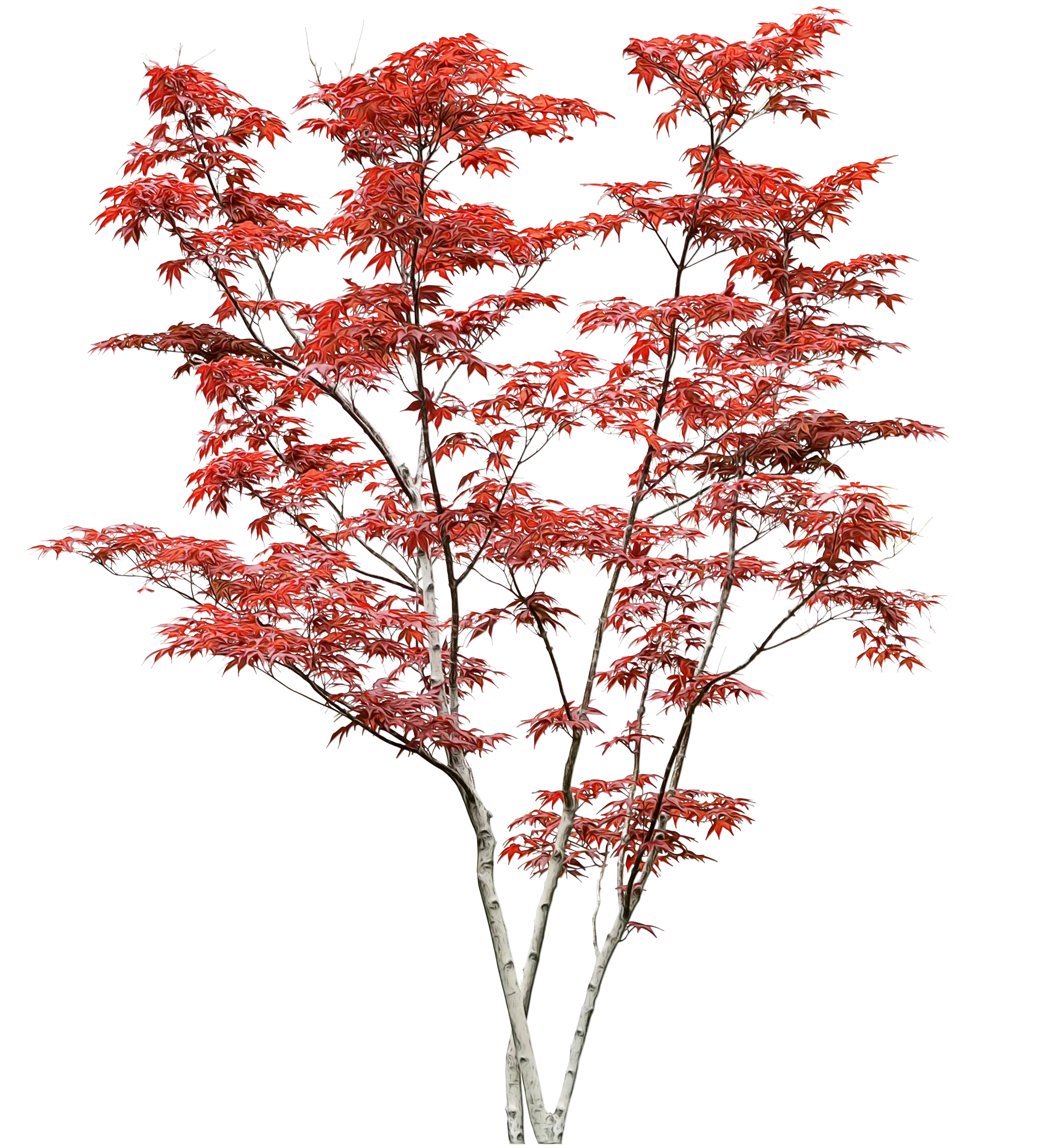 Vibrant Red Tree in Autumn