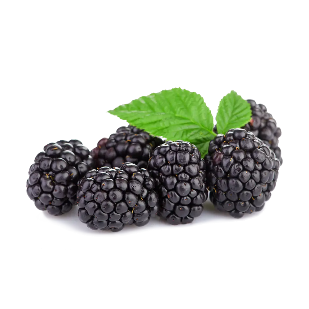 Fresh Blackberries with Green Leaf