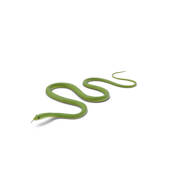 Green Snake Slithering