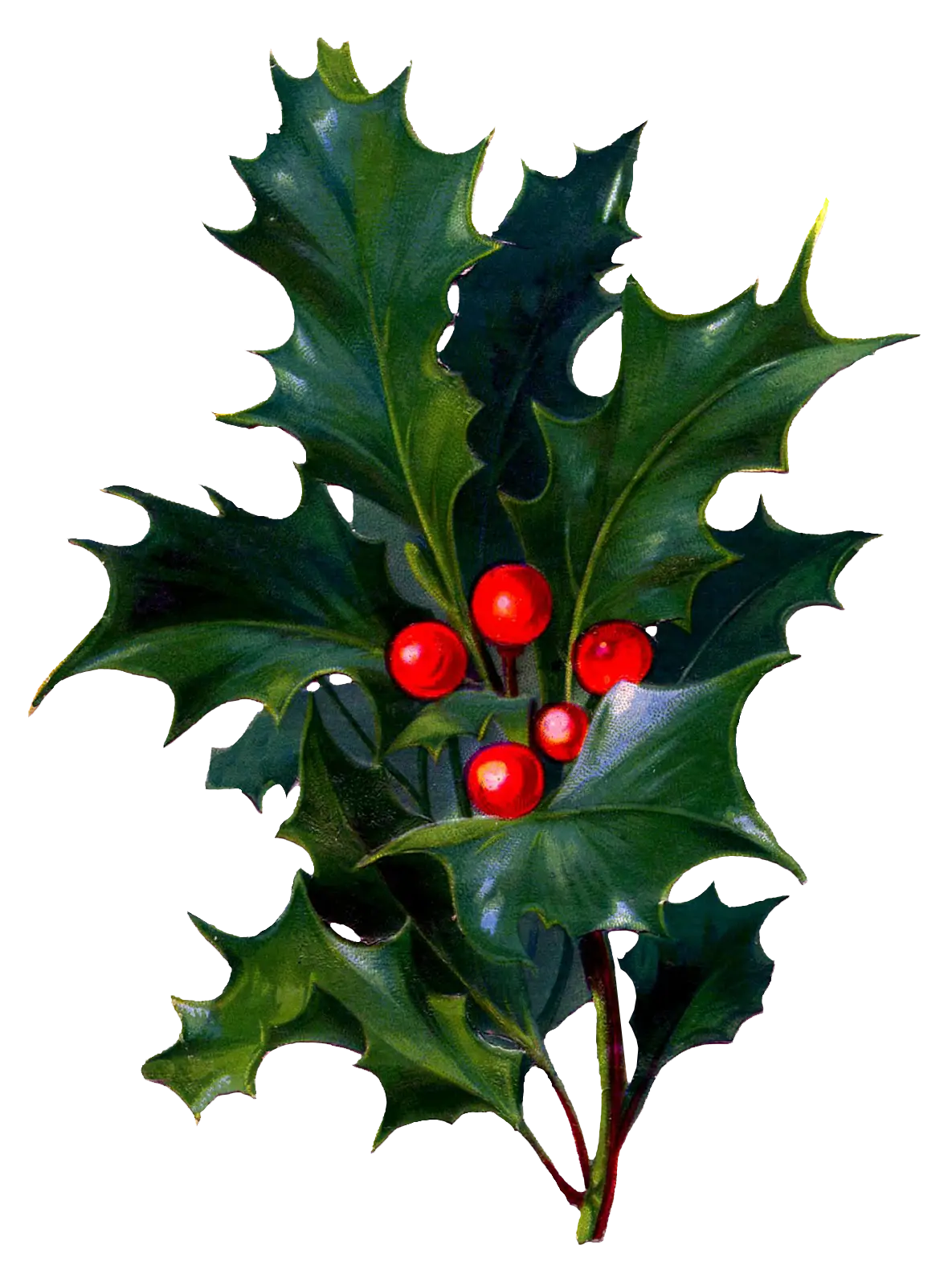 Holly Leaves and Red Berries for Seasonal Decoration