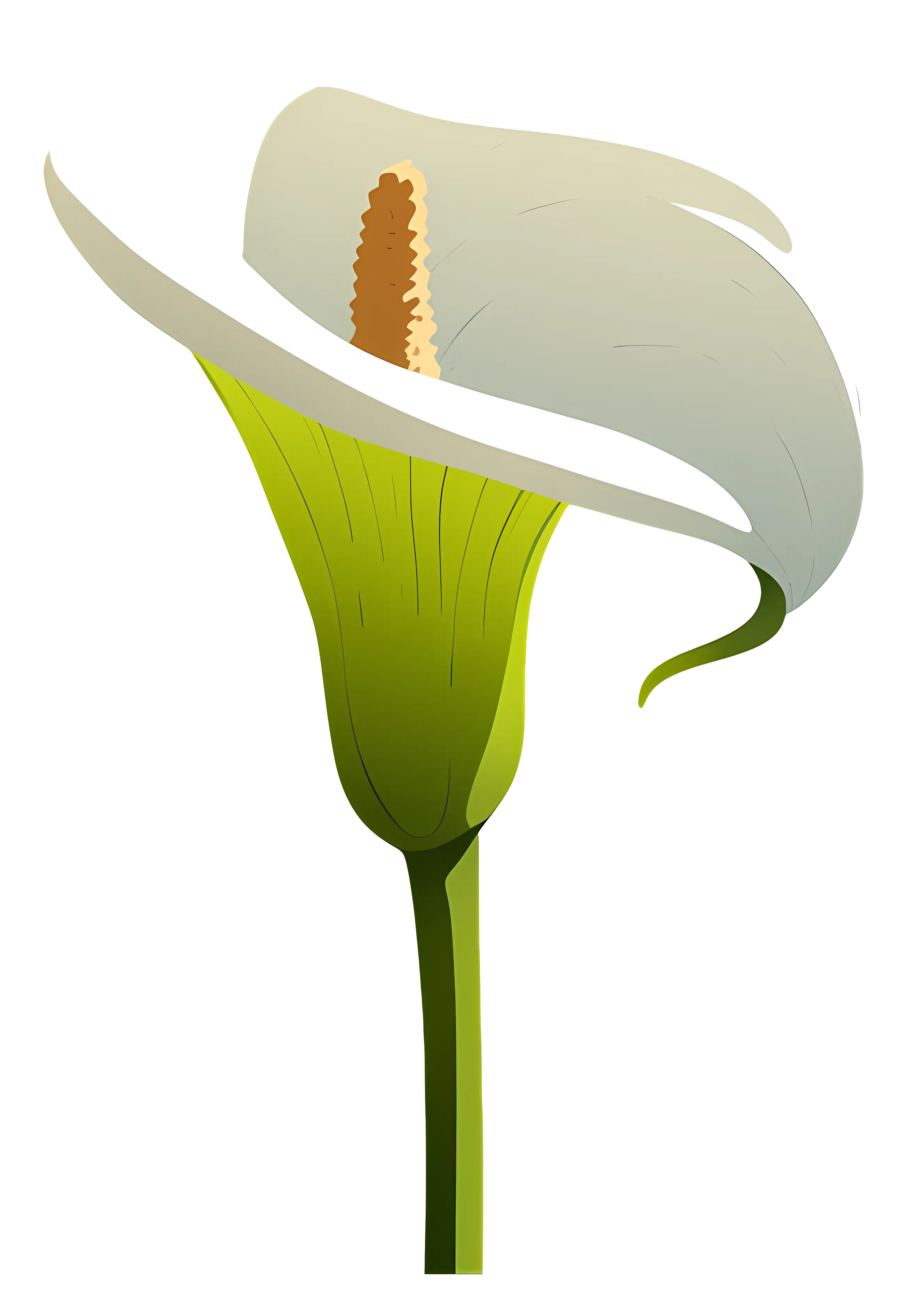 Elegant White Calla Lily
