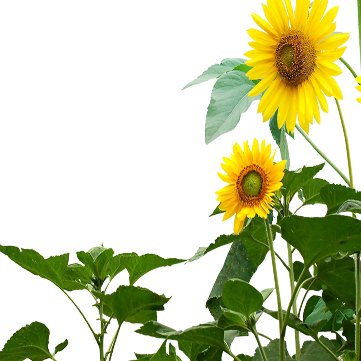 Bright Yellow Sunflowers