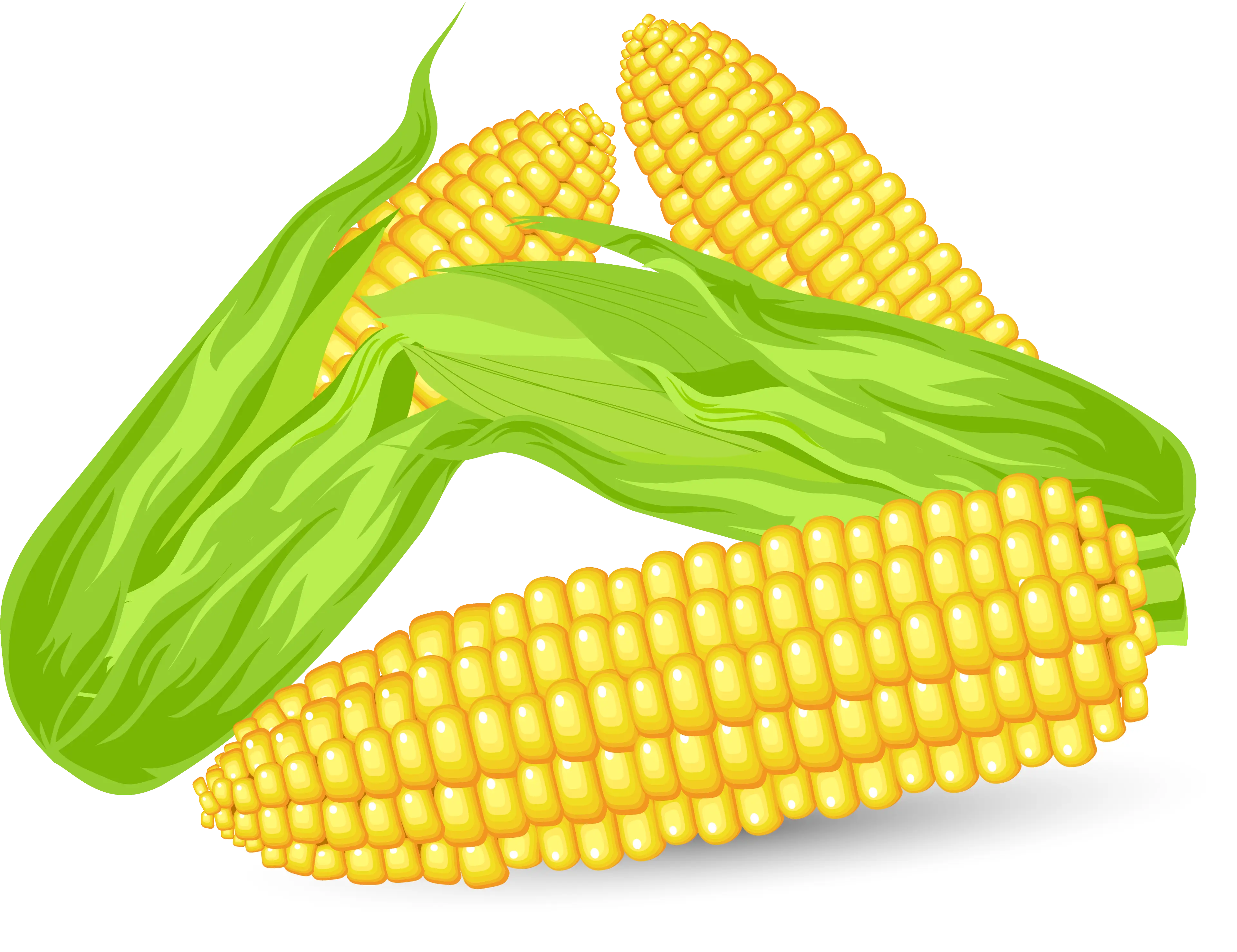 Bright Corn Illustration with Green Husk