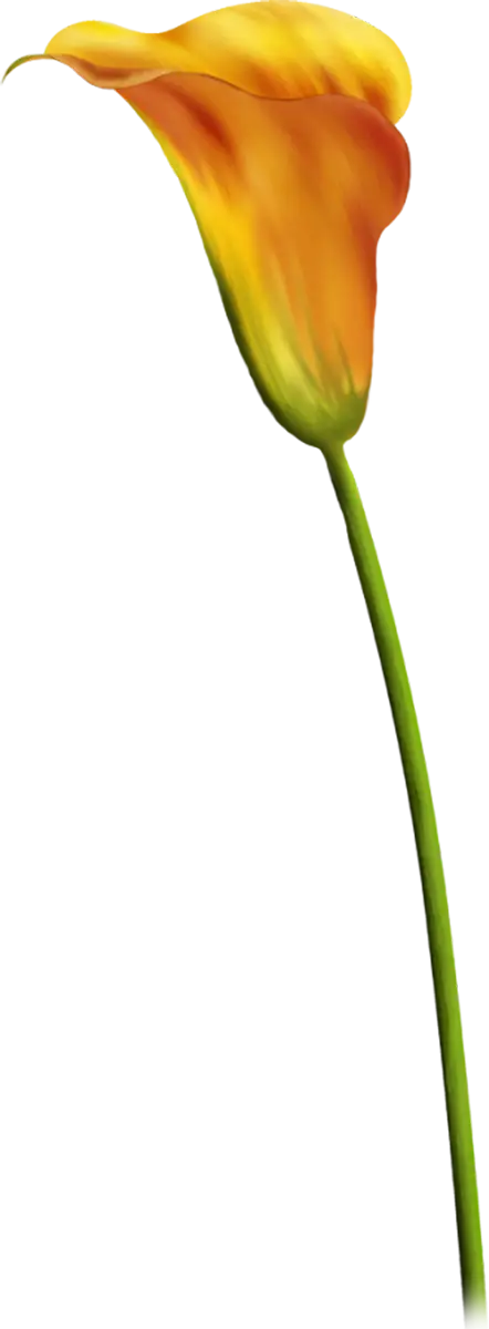 Elegant Orange Calla Lily