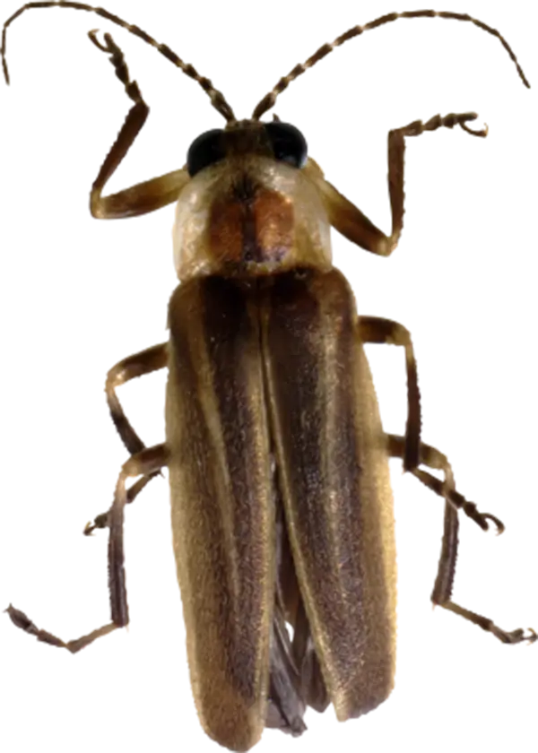 Close-up of Brown Beetle