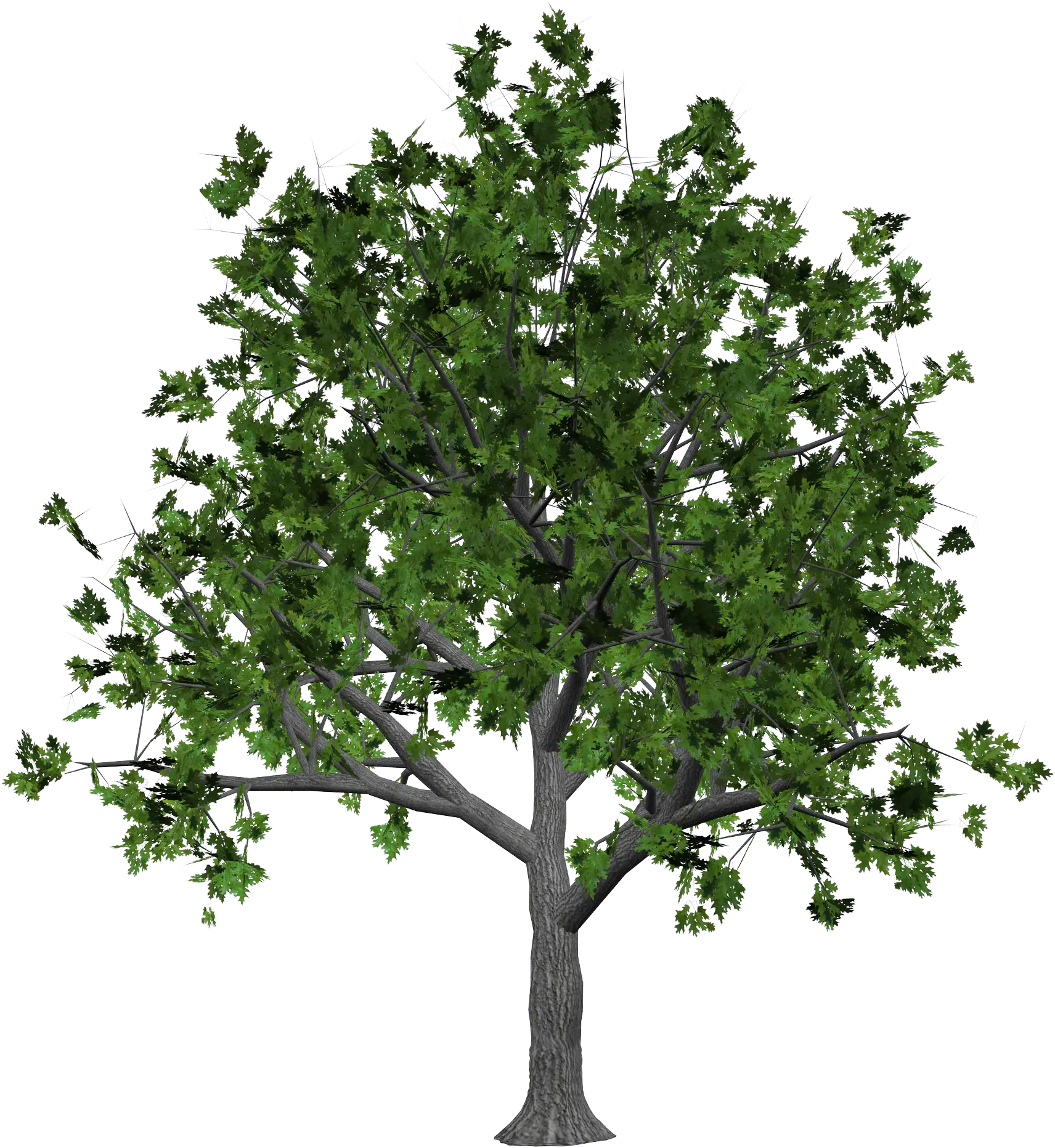 Green Tree with Full Foliage