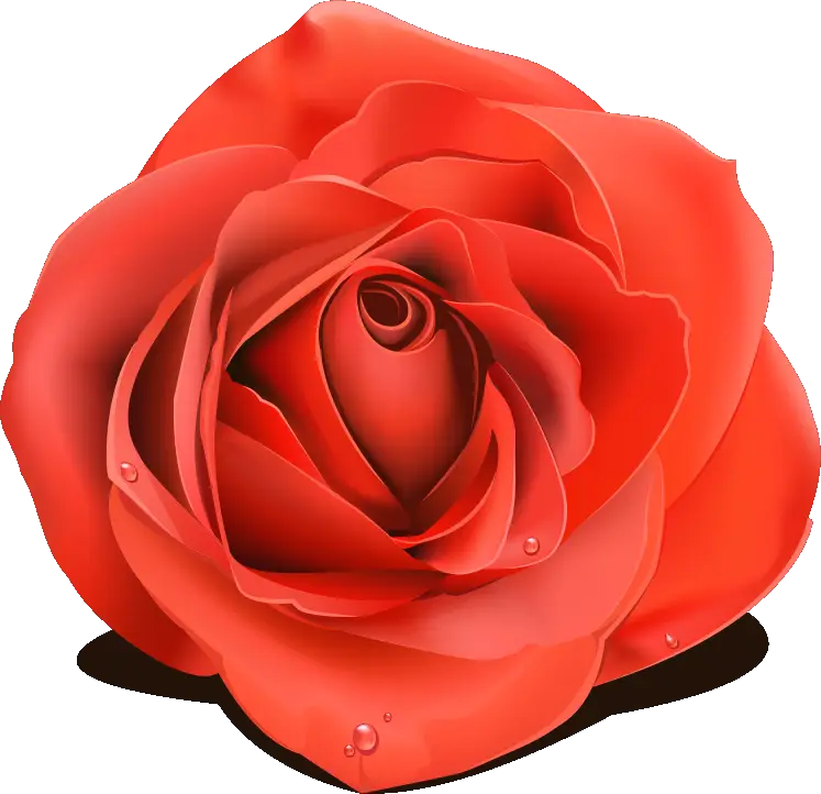 Red Rose Flower Symbol of Love
