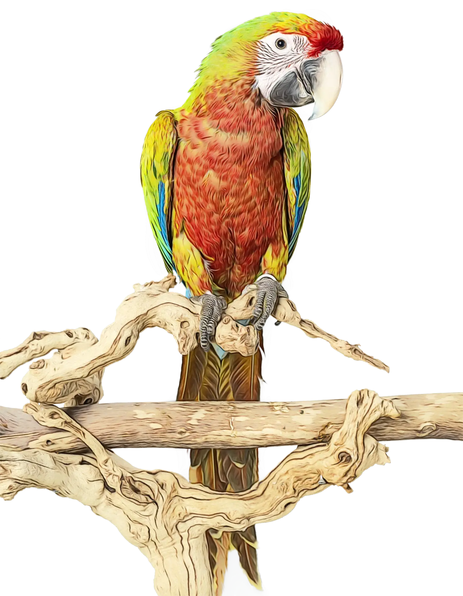 Colorful Parrot Perched on Branch