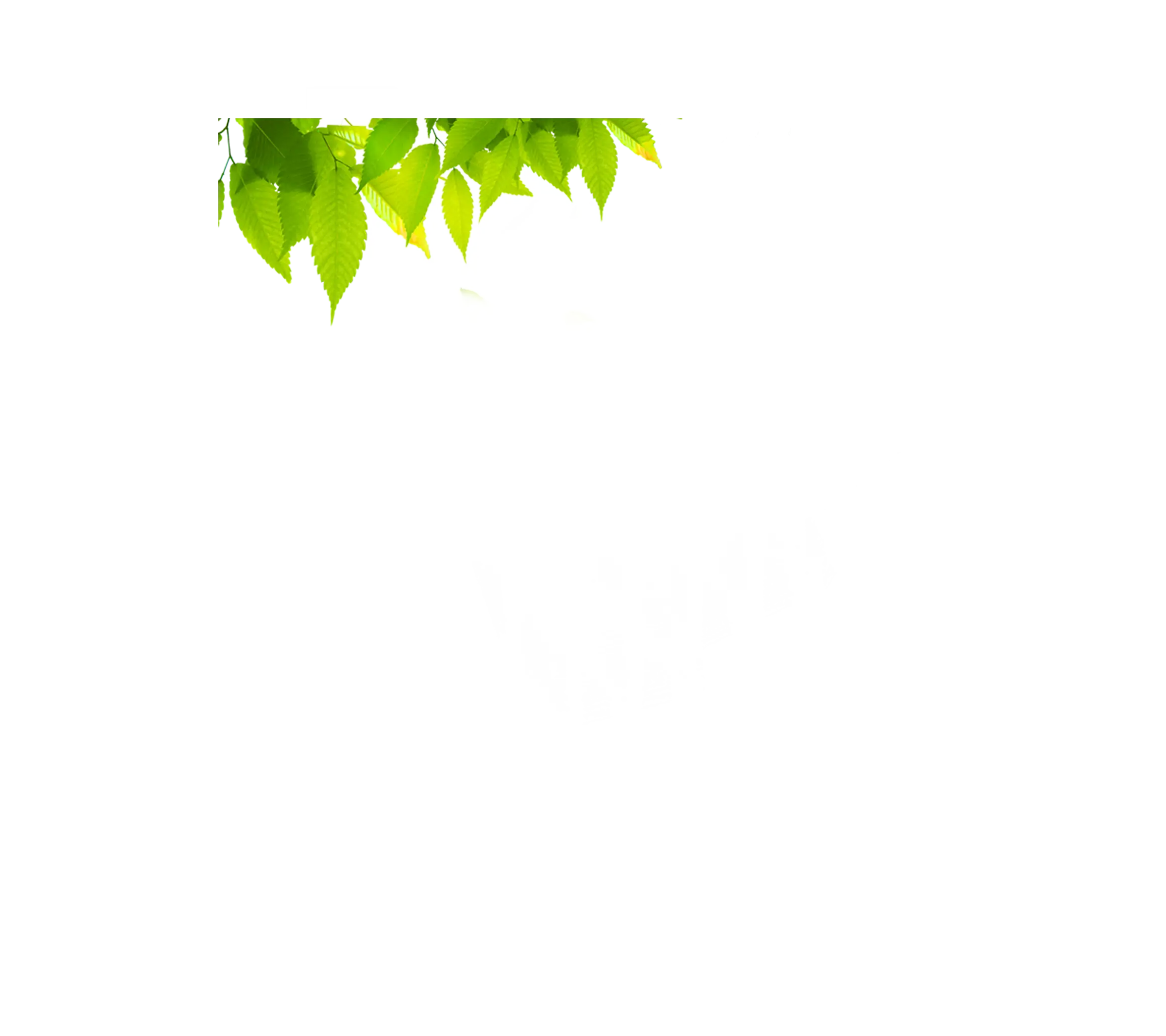 Hanging green leaves on a transparent background