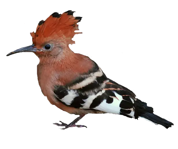 Beautiful Hoopoe Bird with Colorful Feather Pattern