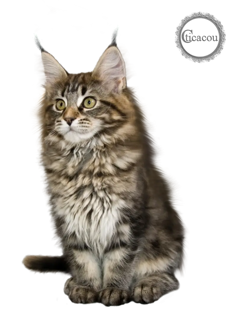 Brown Fluffy Cat Sitting