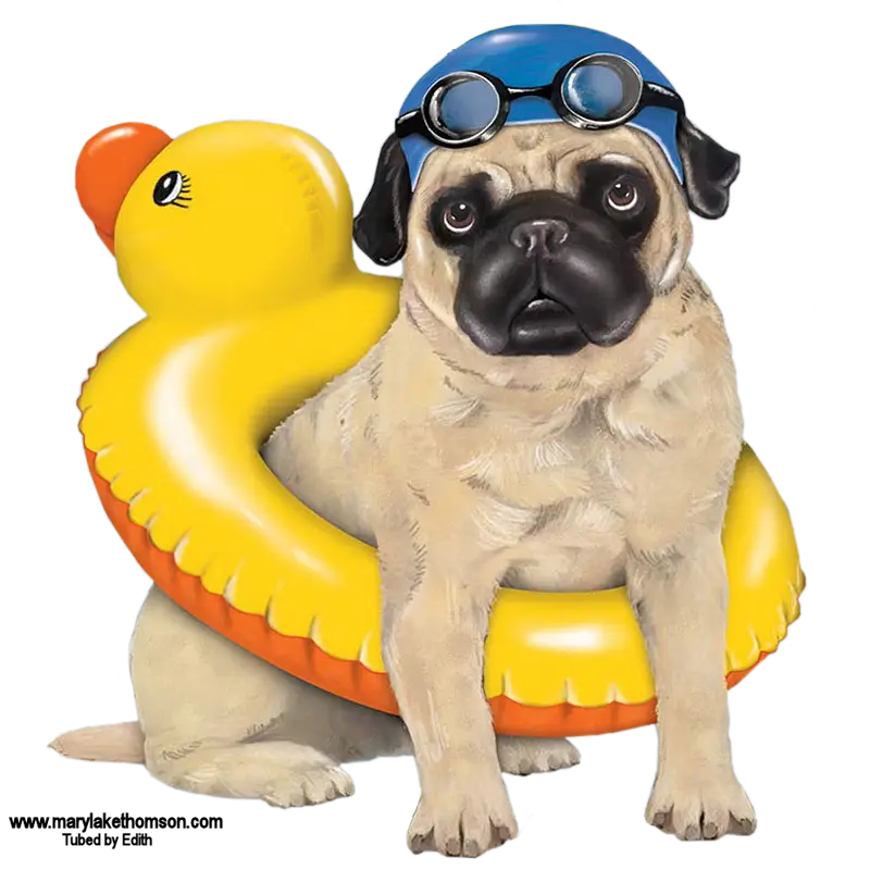 Pug with Duck Float and Goggles