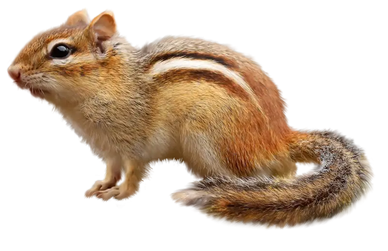 Cute Realistic Chipmunk Illustration