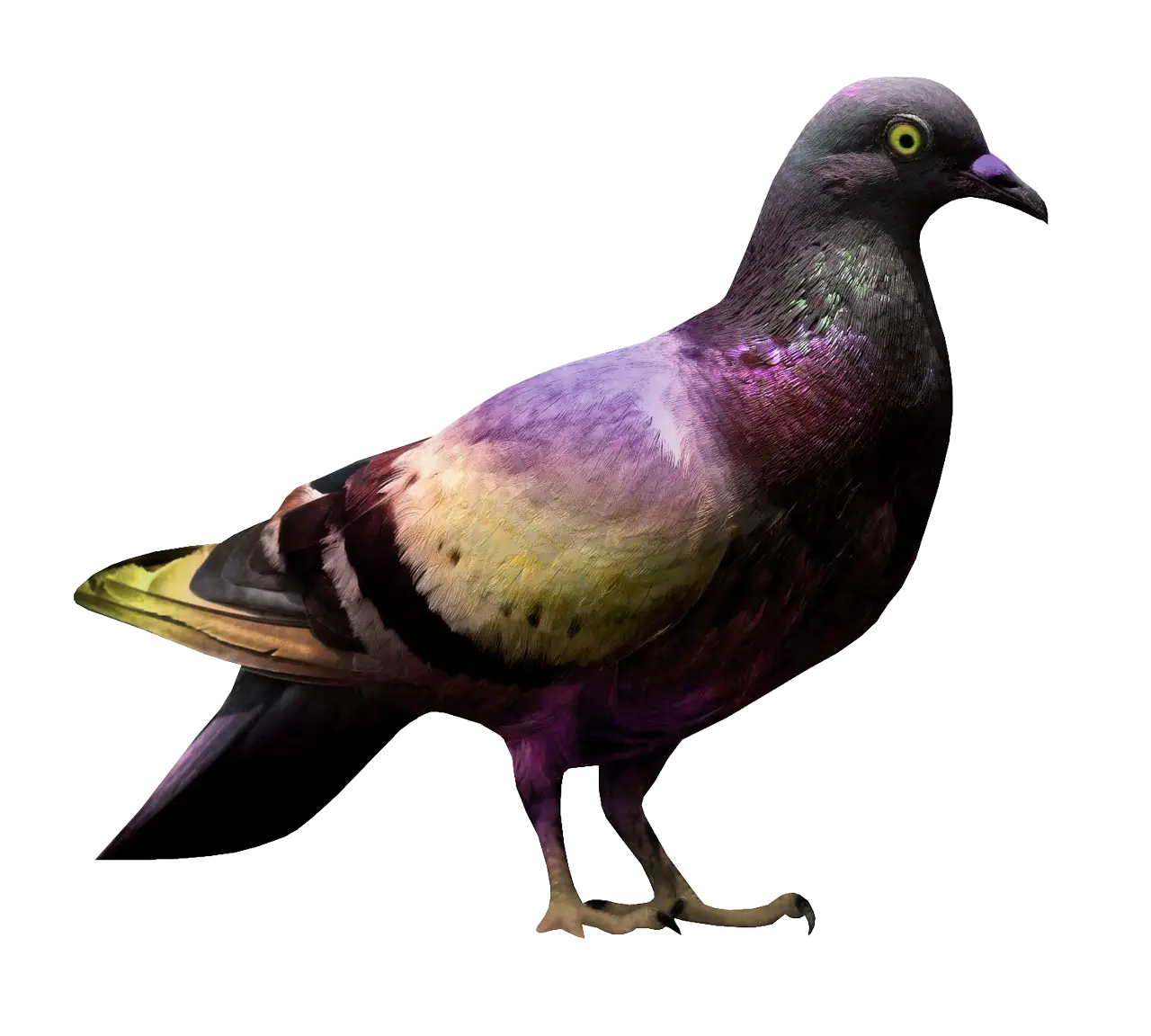 Pigeon with Vibrant Iridescent Plumage