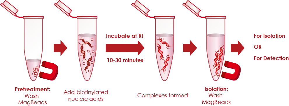 Laboratory Test Tubes for Experiment