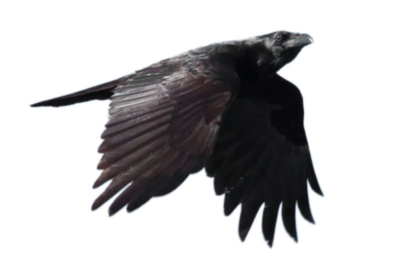 Black Bird in Flight