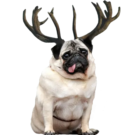 Dog with Antlers
