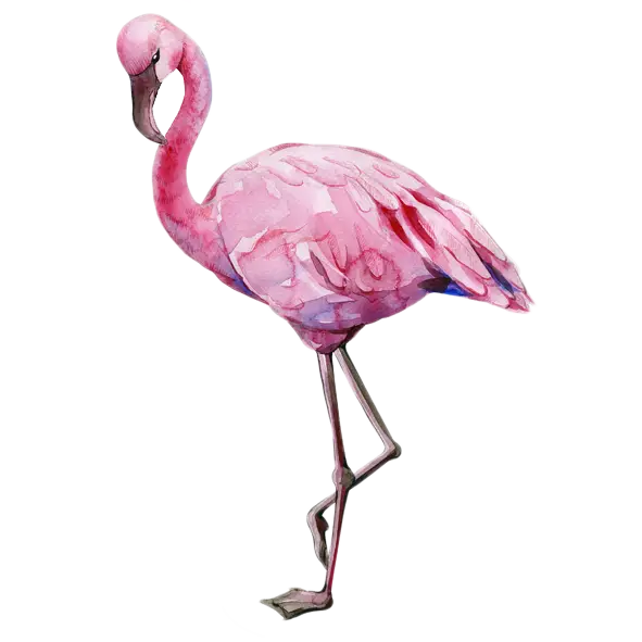 Pink Flamingo Watercolor Illustration