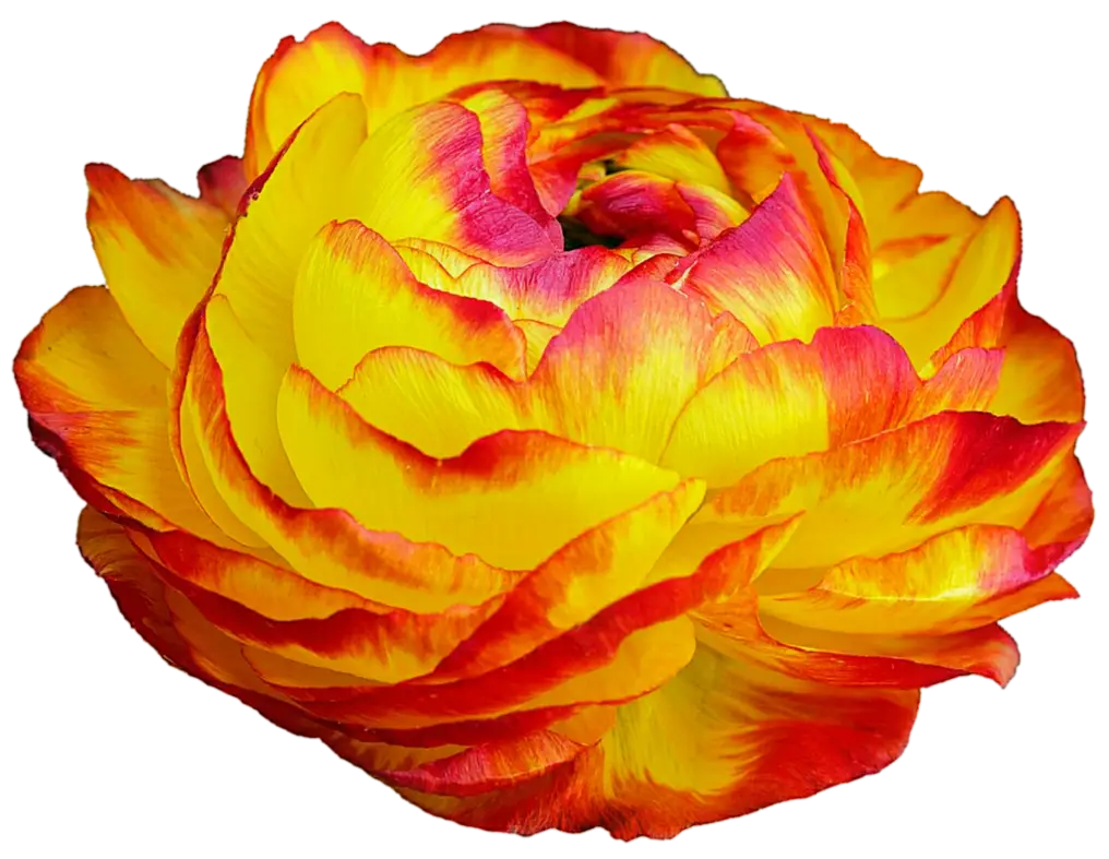 Beautiful Yellow and Red Ranunculus Flower