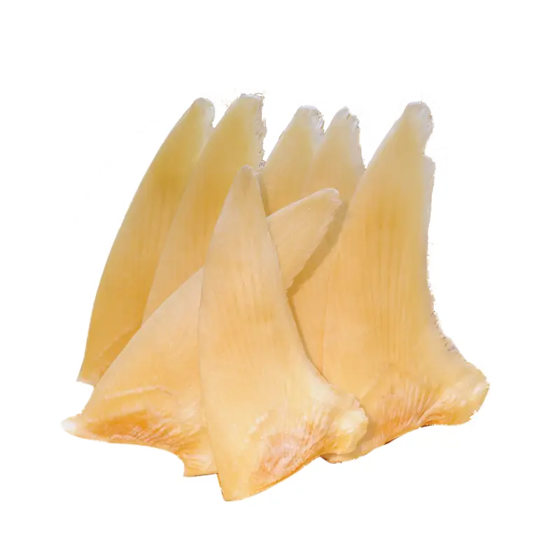 Shark Fins for Culinary Use