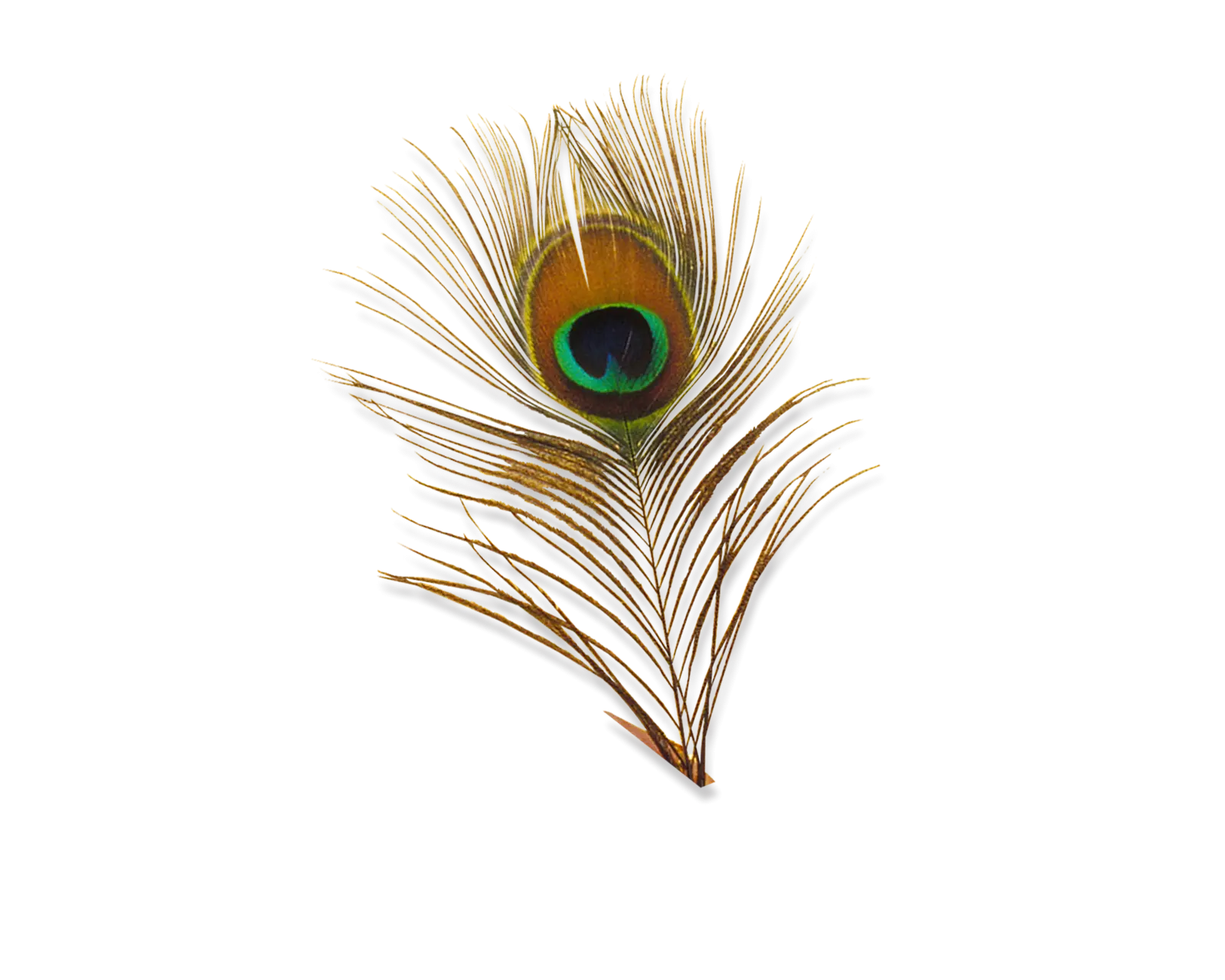 Colorful Peacock Feather with Eye Pattern