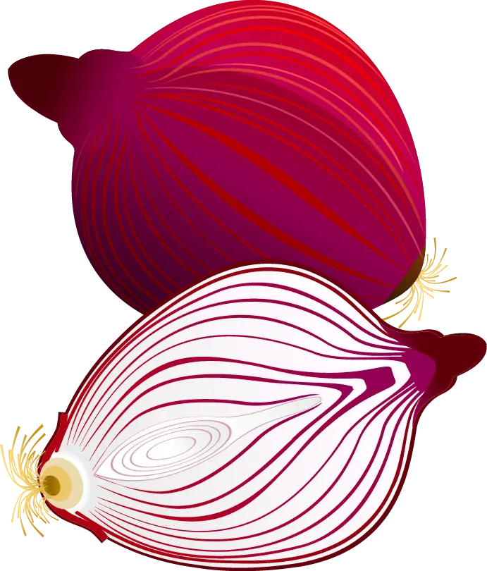 Red Onions Illustration