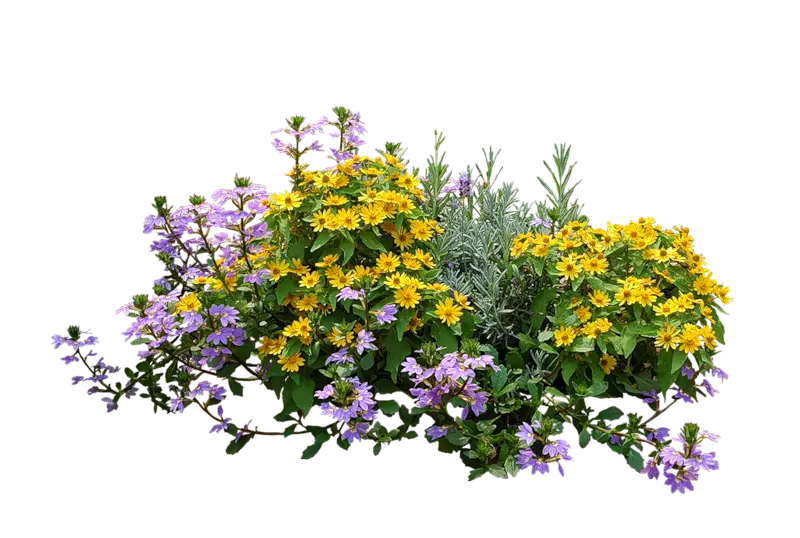 Yellow and Purple Flowers with Green Leaves