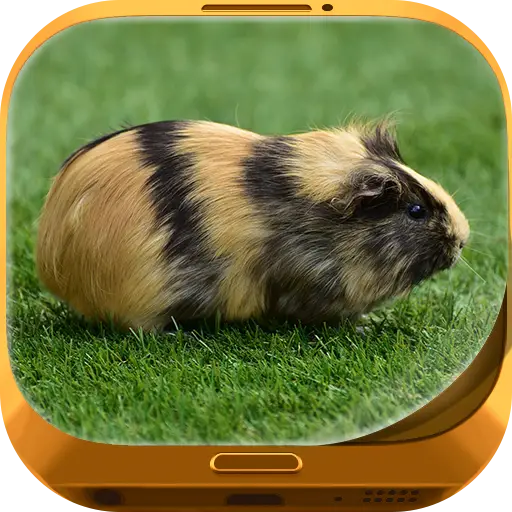 Cute Guinea Pig on Grass