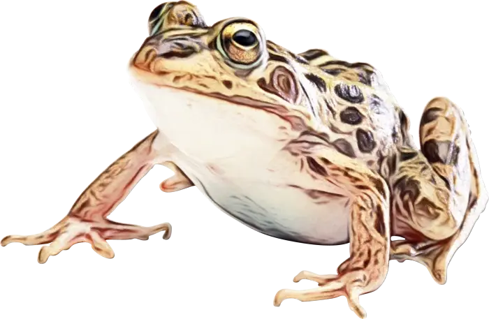 Realistic Frog with Spot Patterns Illustration