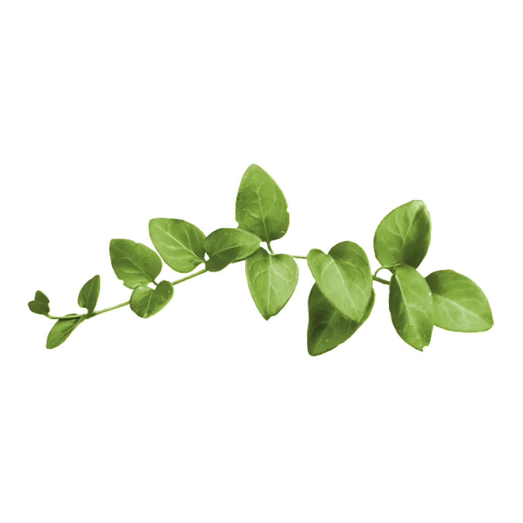 Single Green Plant Stem with Leaves