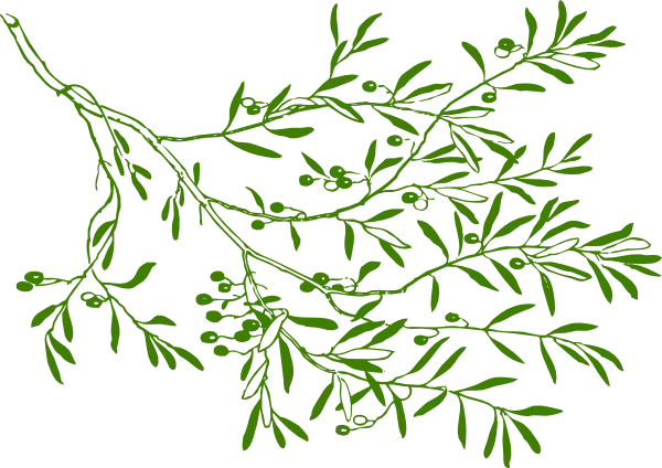 Green Olive Branch Botanical Illustration