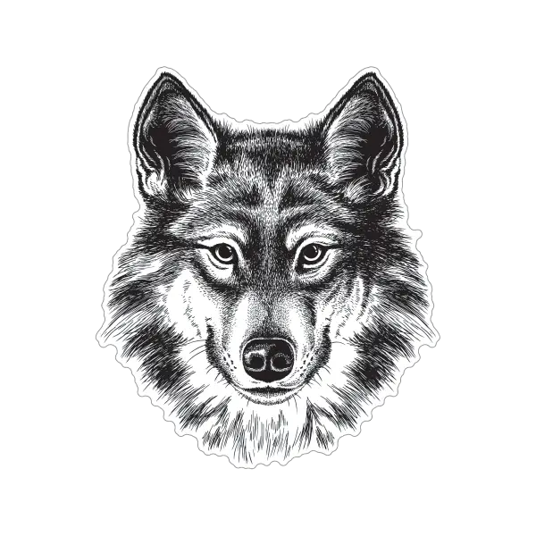 Wolf Sketch Art